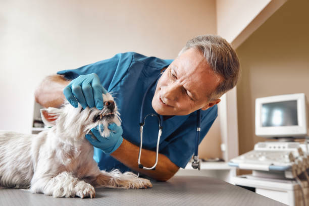 Best Emergency X-Rays and Diagnostics in Aurora, IN